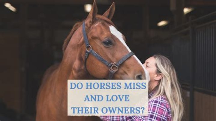 Do horses Miss humans?
