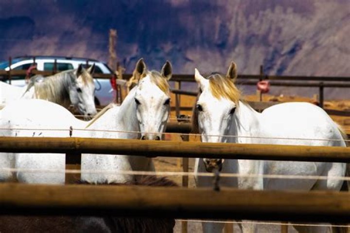 Do horses need a barn?