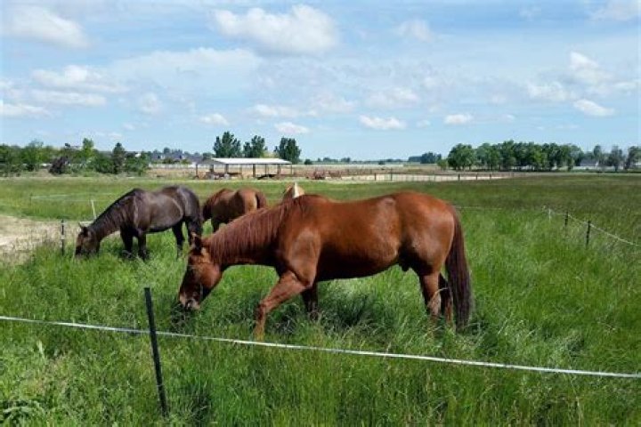 Do horses need to run?