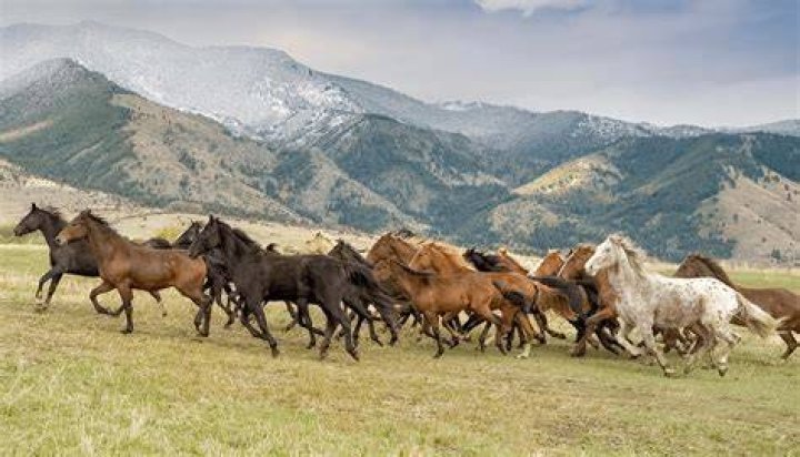 Do horses pull grass out by the roots?