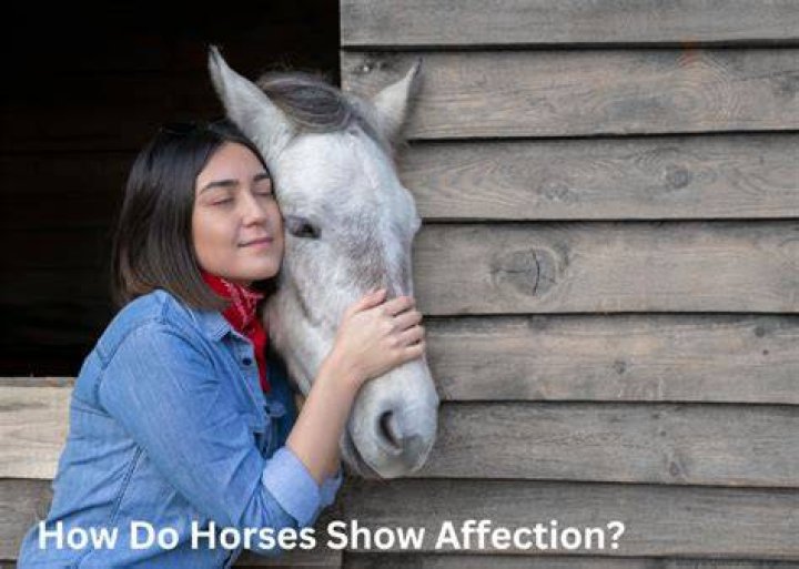Do horses show affection?