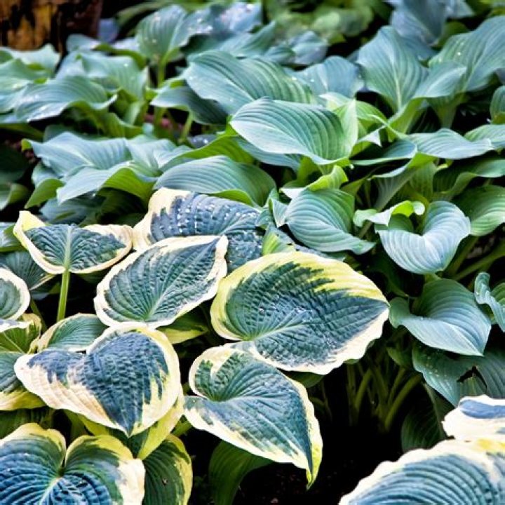 Do hostas come through mulch?