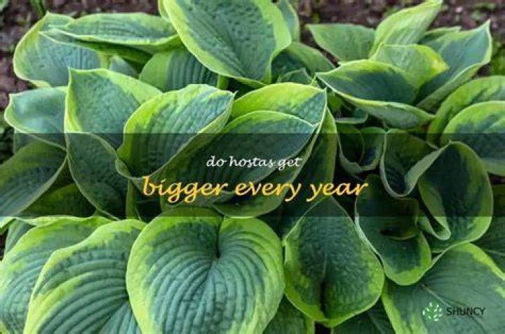 Do hostas get bigger every year?