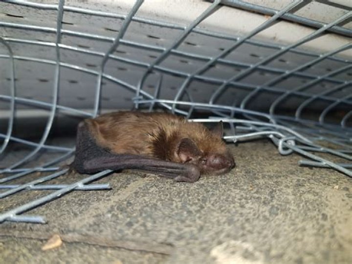 Do I have bats in my house?