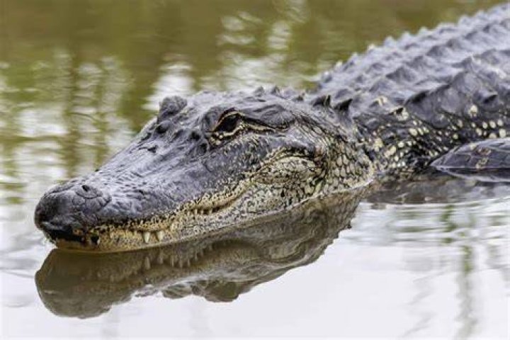 Do I need a license to hunt alligators in Florida?
