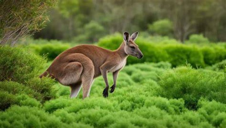 Do kangaroos eat meat?