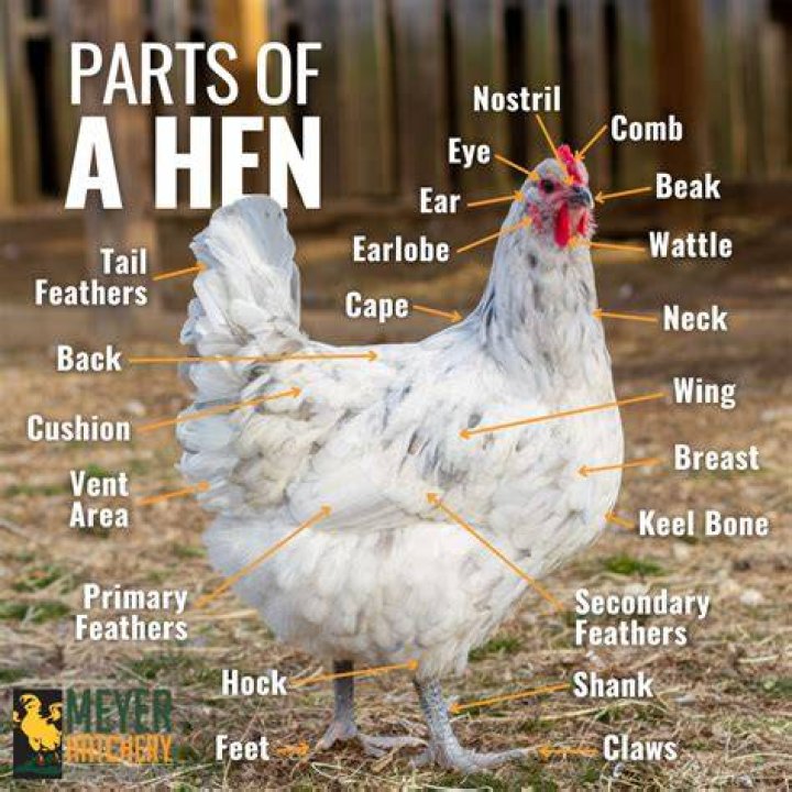 Do Karen and Hen have babies?