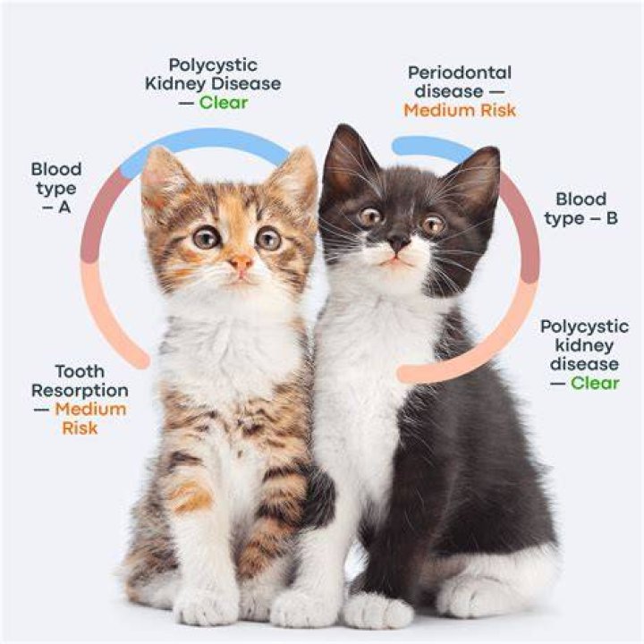 Do kittens change personality?