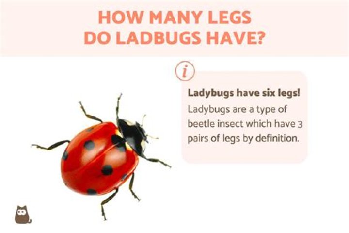 Do lady bugs have noses?