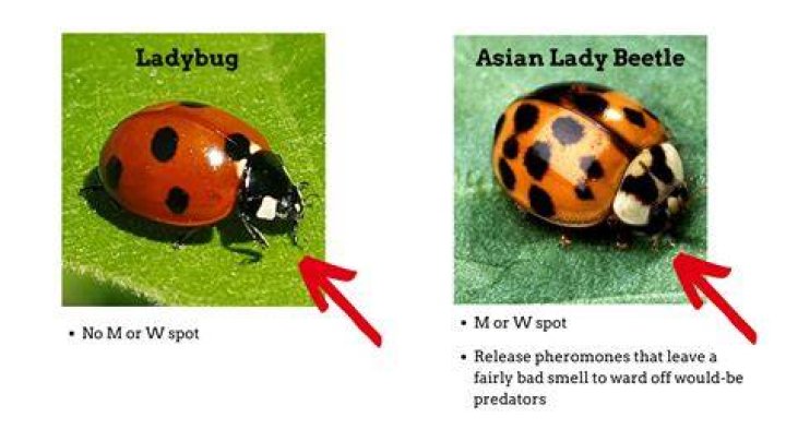 Do ladybugs eat fleas?