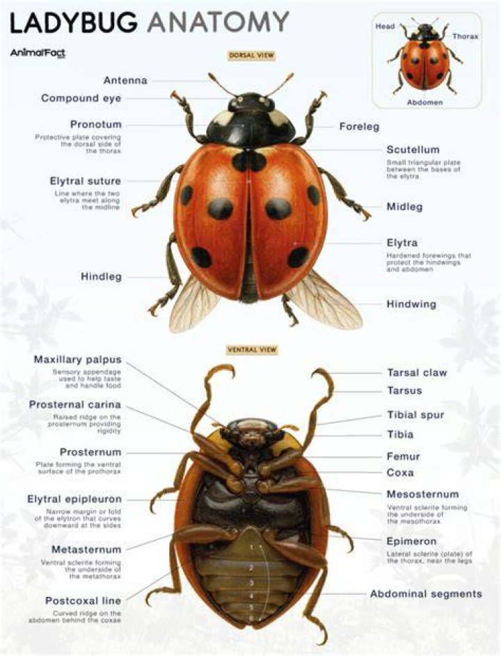 Do ladybugs have bony skeleton?