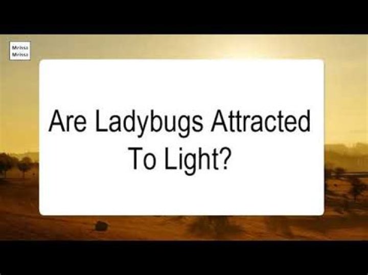 Do ladybugs like light?