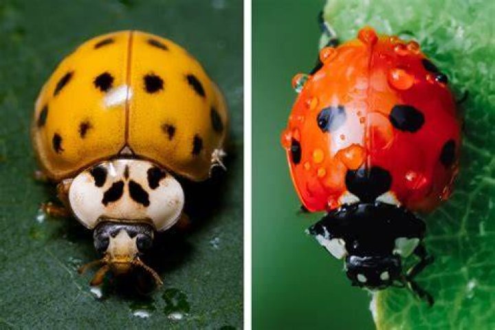 Do ladybugs like peppermint?