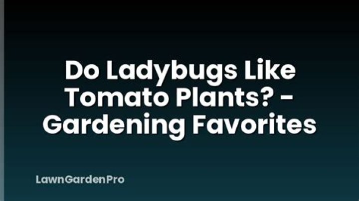 Do ladybugs like tomato?