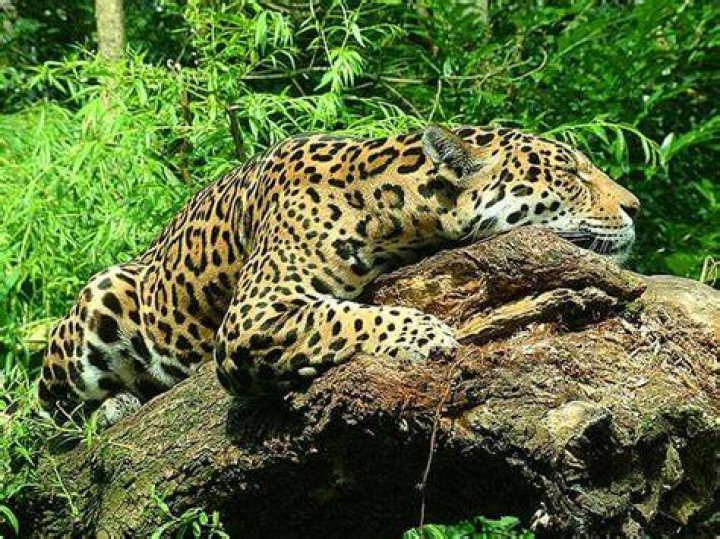 Do lions eat Jaguars?