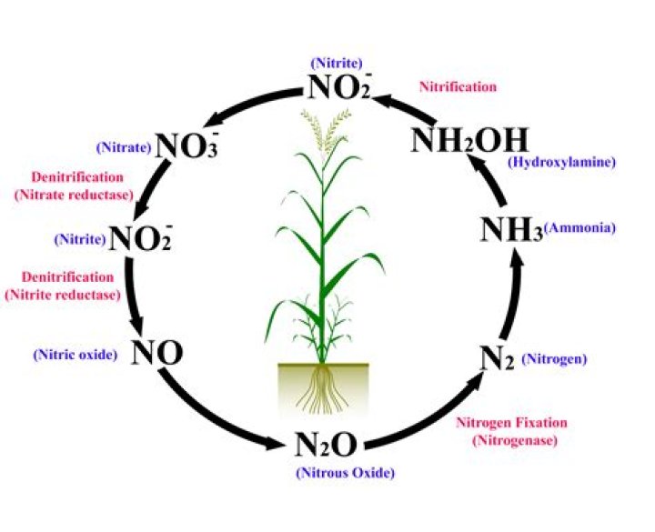 Do Live plants help with nitrites?