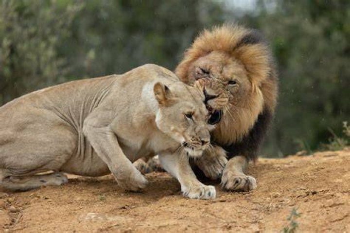 Do male lions mate with their daughters?