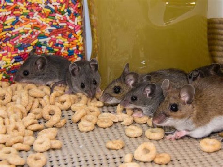 Do mice squeak when happy?