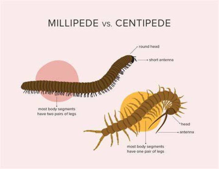Do millipedes bite?