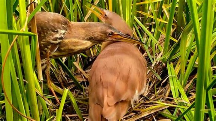 Do orcas breast feed?
