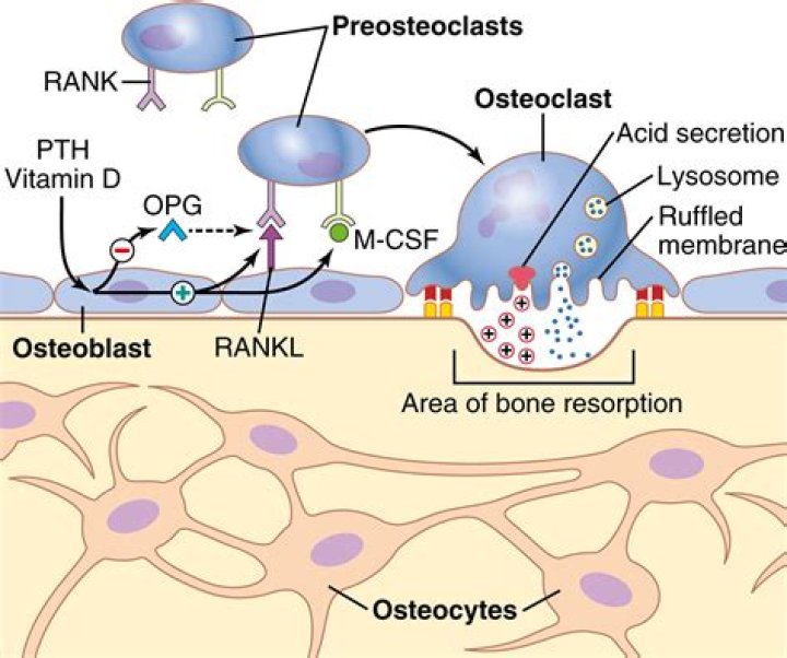 Do osteoblasts use calcium for bone?