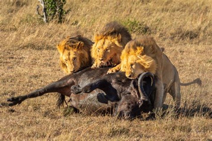 Do people eat lions?
