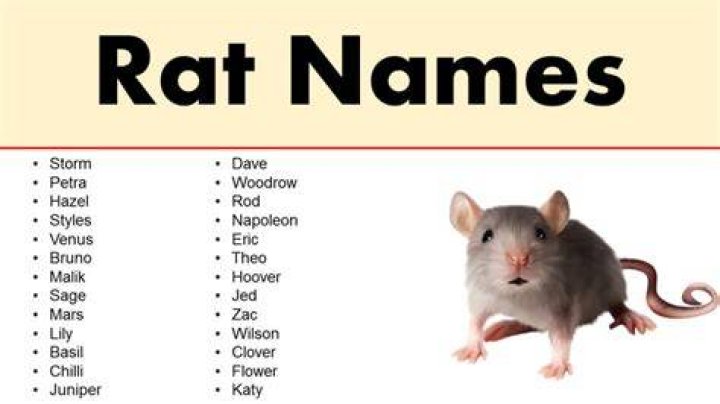 Do pet rats know their names?