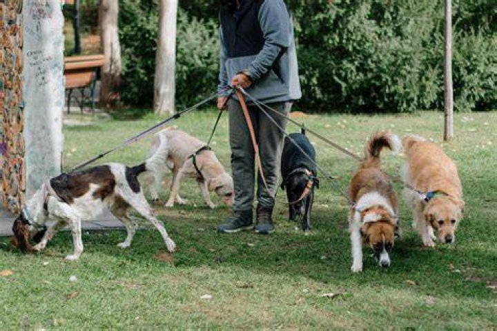 Do Pin brushes hurt dogs?