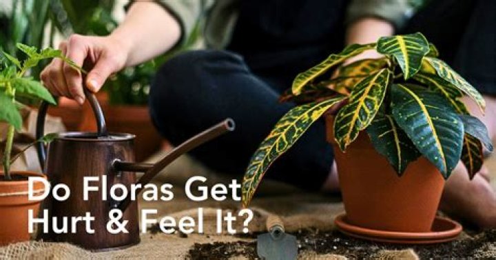 Do plants feel love?