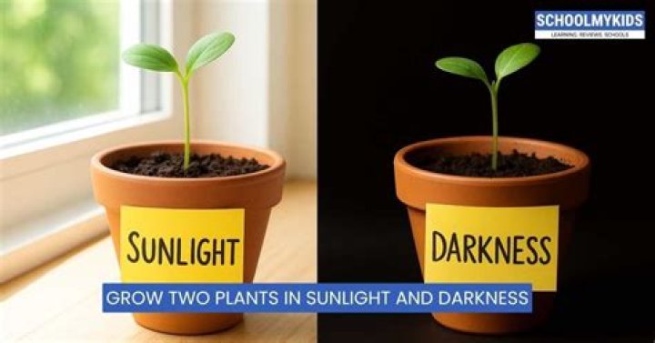 Do plants need complete darkness at night?