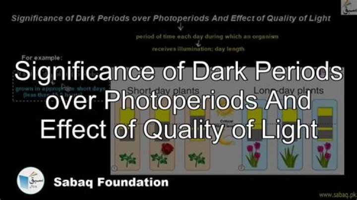 Do plants need dark periods?