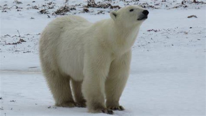 Do polar bears eat caribou?