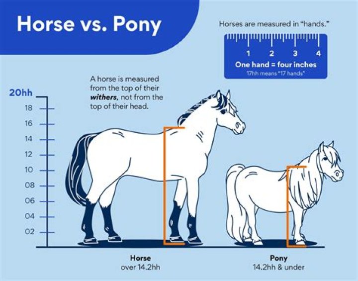 Do ponies live longer than horses?