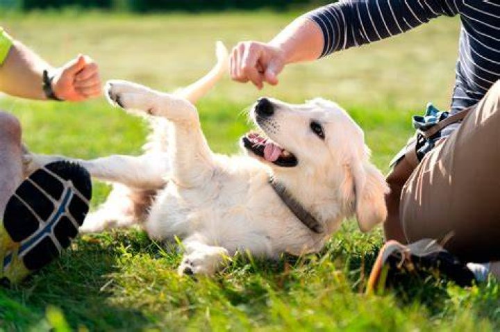Do puppies love their owners?
