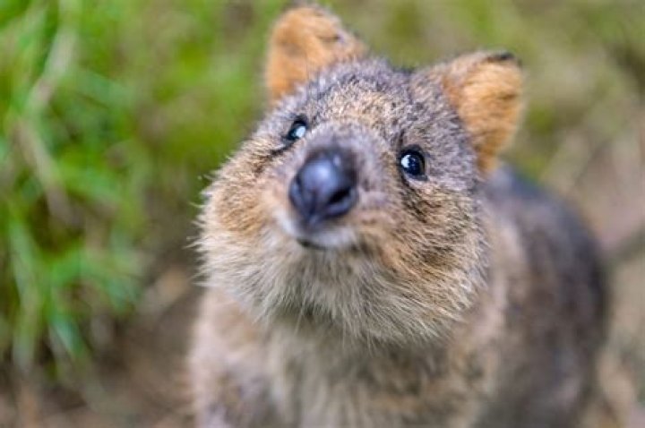 Do quokkas like humans?