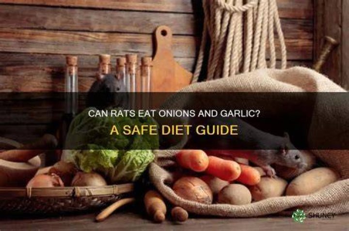 Do rats eat onions?