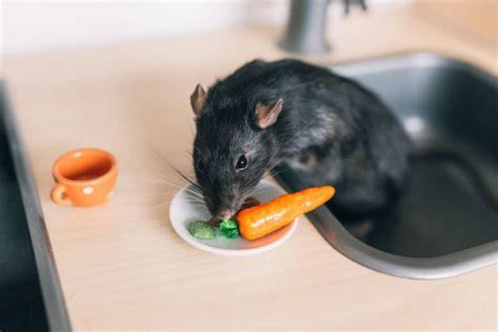 Do rats like being tossed?
