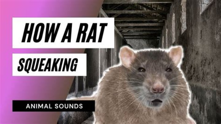 Do rats squeak like mice?