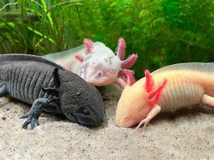 Do real axolotls exist?