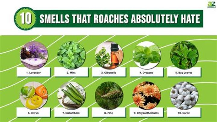 Do roaches hate lemon?