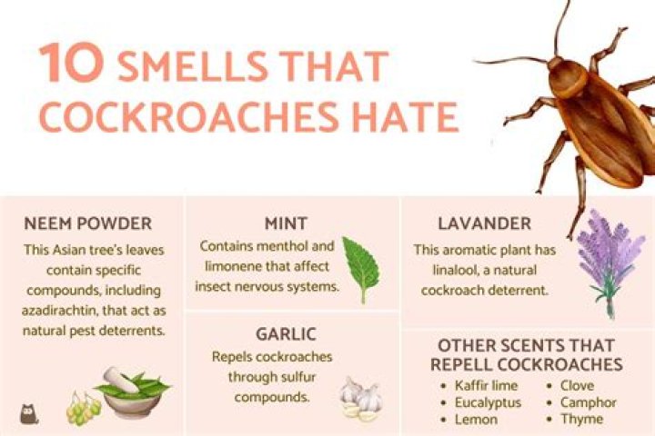 Do roaches hate the smell of lemon?