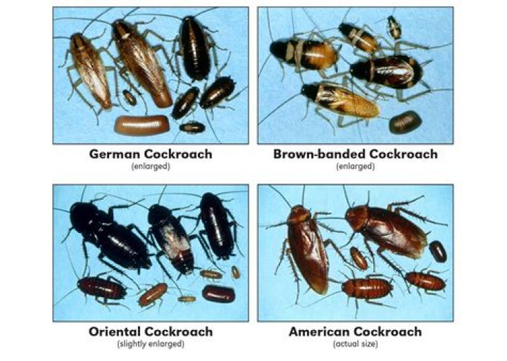 Do roaches like incense?
