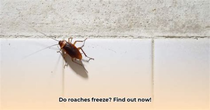 Do roaches like the cold?