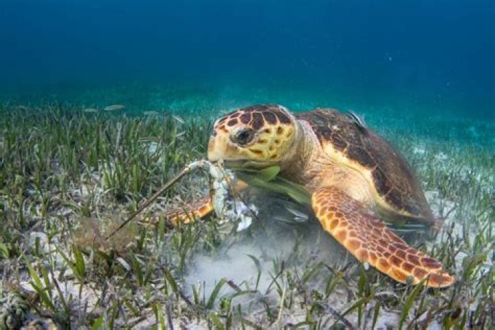 Do sea turtles eat crabs?