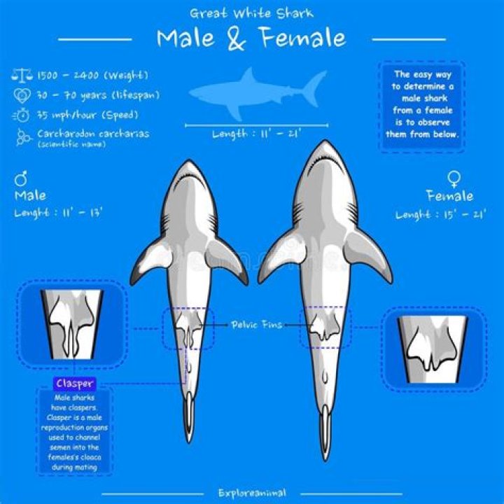 Do shark have nipples?
