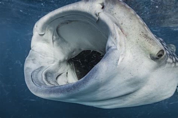 Do sharks eat their own children?