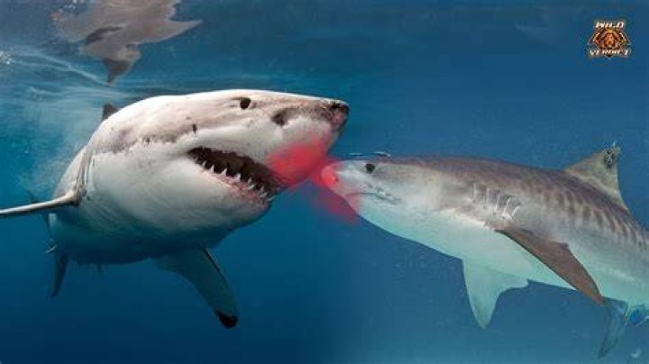 Do sharks fight in the womb?