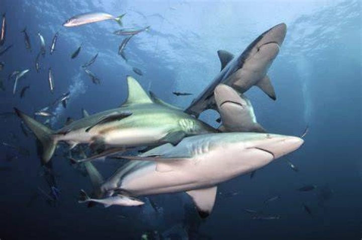 Do sharks group together?