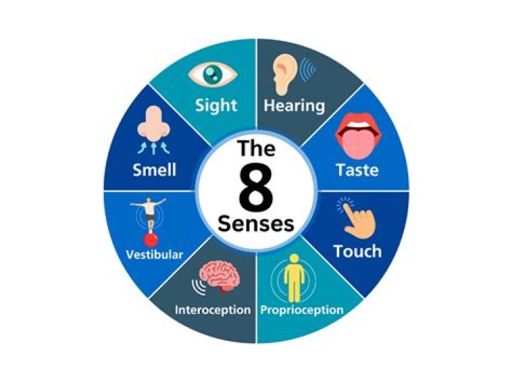 Do sharks have seven senses?