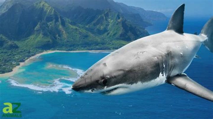 Do sharks ovulate?